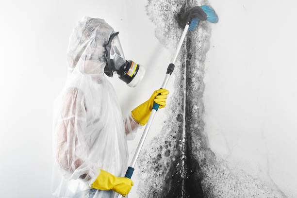 Best Attic Mold Removal  in Haledon, NJ