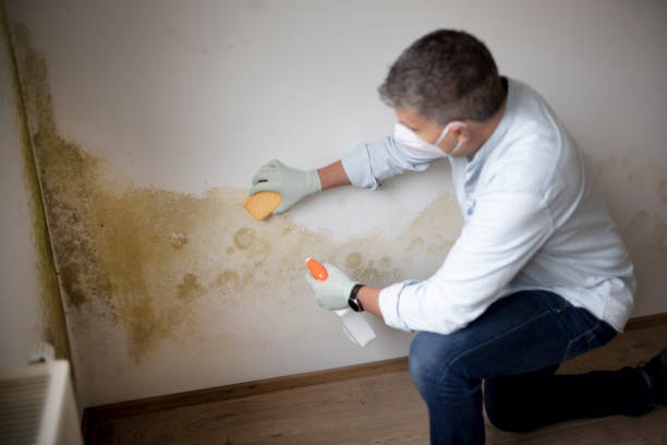 Best Asbestos and Lead Testing During Mold Inspection  in Haledon, NJ